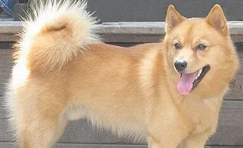 犬的直肠固定术方法