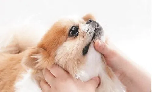 给狗狗喂药的技巧都有哪些？