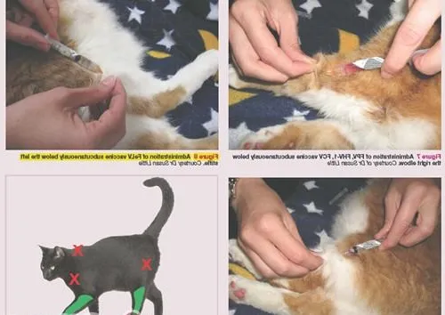 对于宠物免疫的新观念