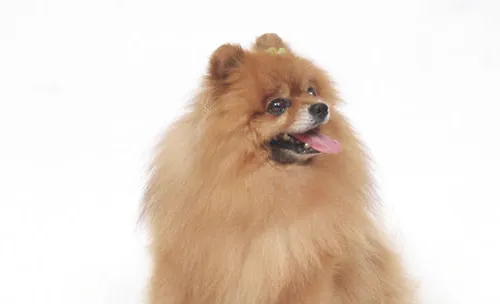 狗狗中毒后哪些事可以做
