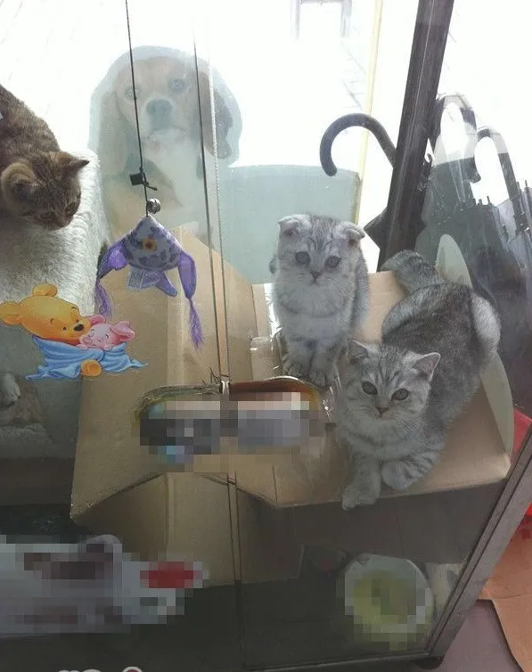 多猫家庭的小贴士
