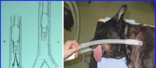 浅谈宠物呼吸麻醉