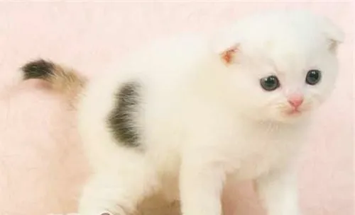 猫咪不吃猫粮的原因是什么