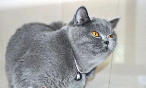 猫咪秃毛癣病的症状及治疗