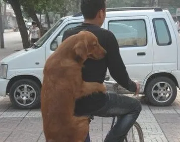 怎么训练狗狗坐自行车 狗狗坐自行车的技巧有哪些