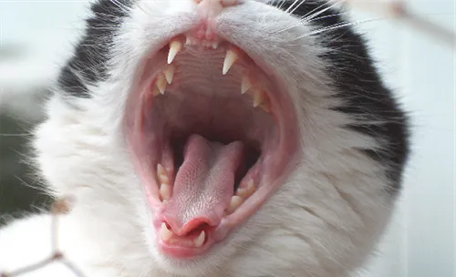 暹罗猫慢性牙龈炎的症状及治疗