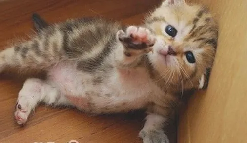 如何防止猫咪袭击其他小动物