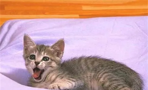 猫咪的胡须有什么作用