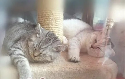 多猫家庭的小贴士