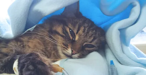 猫感染性腹泻及诊疗