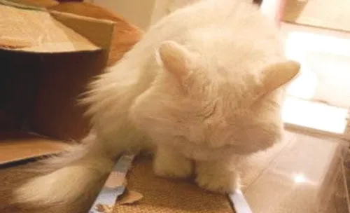 猫咪得肝病后的营养治疗