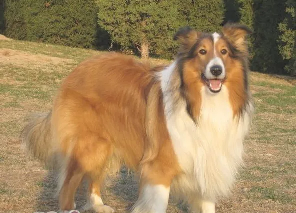 苏格兰牧羊犬跟随主人行走怎么训练