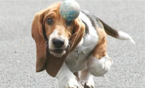犬腰椎键盘突出的症状分析