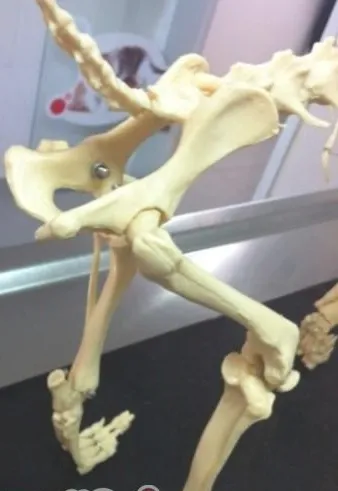 浅谈犬的髋关节发育异常的治疗