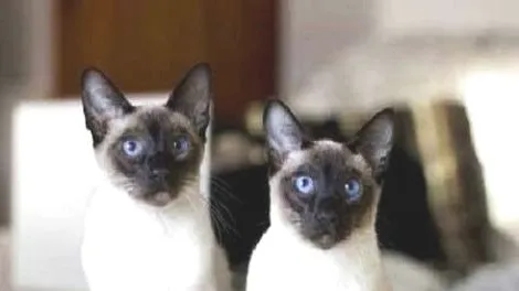 暹罗猫的眼屎很多是什么原因导致的？