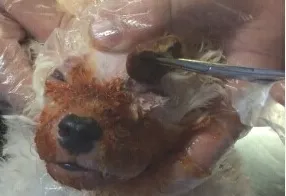 犬脓皮病的发病机理及诊治体会