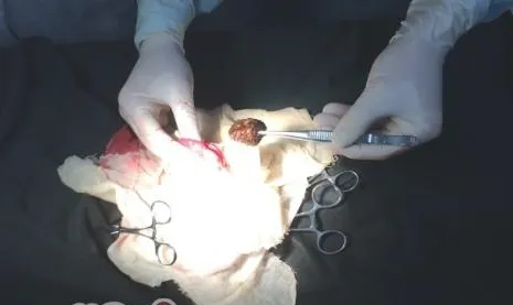 犬异物性肠道阻塞的治疗