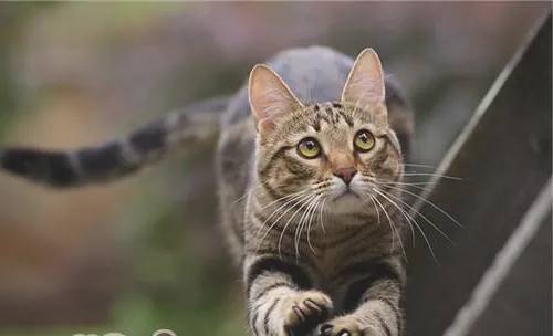 猫咪能输血吗？