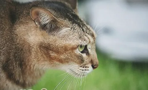 如何让猫咪不抗拒吃药