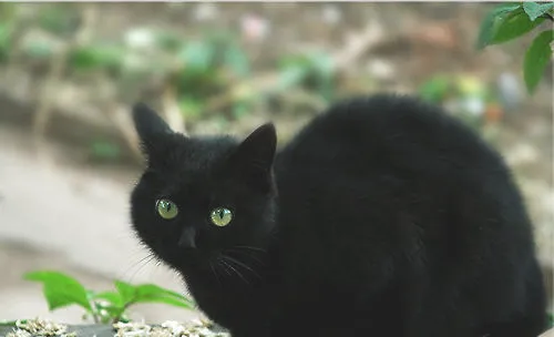 养黑猫不吉利？
