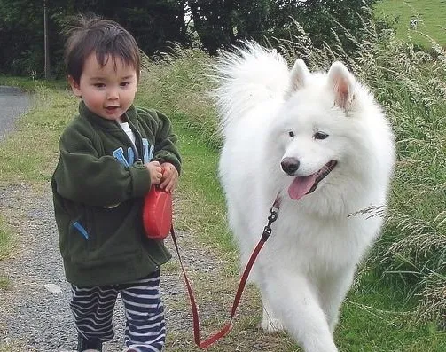 外出散步如何给狗狗系牵引带