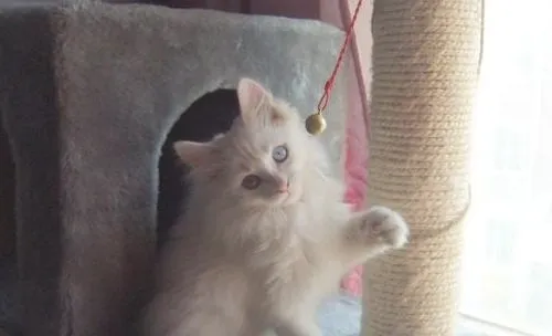 训练猫咪需要正确的刺激方法