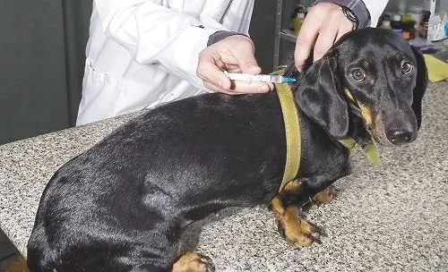 导致狗狗接种疫苗失败的因素都有哪些？