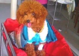 一例贵宾犬洋葱中毒的症状及诊疗