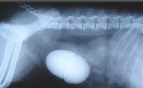 犬尿道结石的诊断