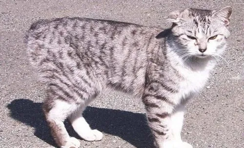 日本短尾猫的形态特征