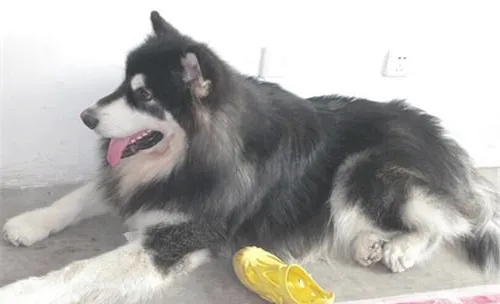 阿拉斯加雪橇犬子宫蓄脓的症状