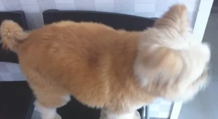 浅谈犬的髋关节发育异常的治疗