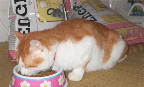 猫咪异常行为的原因分析