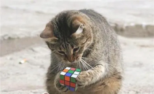 【测试】自家猫咪的智商有多高？