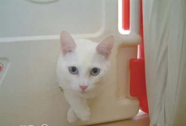 高度关注宠物猫的食品安全很重要