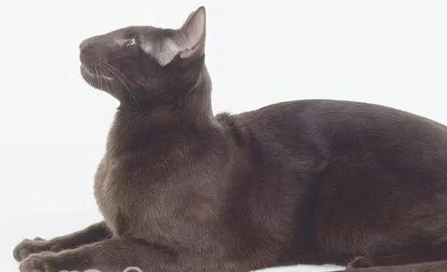 哈瓦那猫的喂食要点