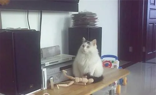 如何训练猫不上桌子