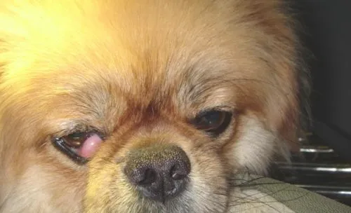 犬第三眼睑增生的症状