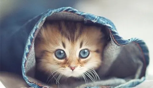 猫咪绝育手术的发展历程