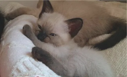 暹罗猫怎么养