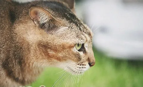 阿比西尼亚猫是什么