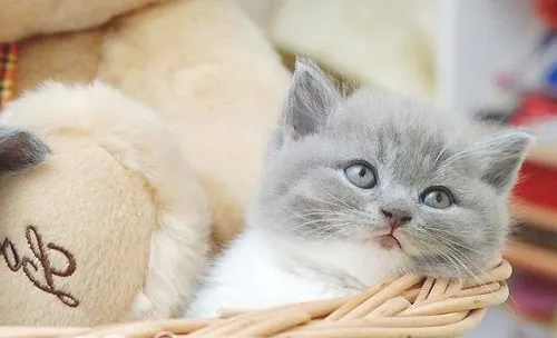 鱼肝油可以让猫咪吐毛球