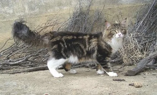 在抚摸猫咪时猫咪为什么会忽然翻脸