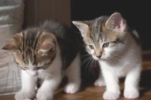 猫咪犯错后应该怎么调教