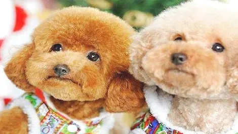 泰迪犬拉出果冻状便便是肠炎吗？