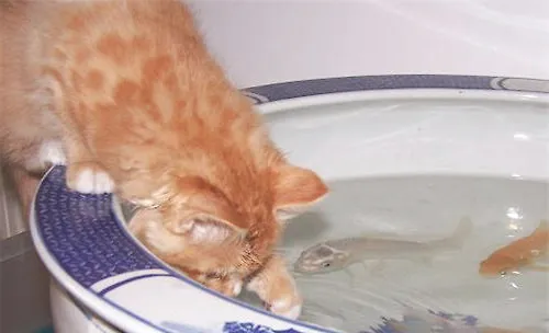 猫咪的味觉可以分辨出哪些味道？