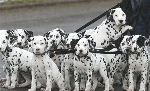犬螨虫病的临床症状