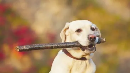 训练狗狗之前不可不知的事项
