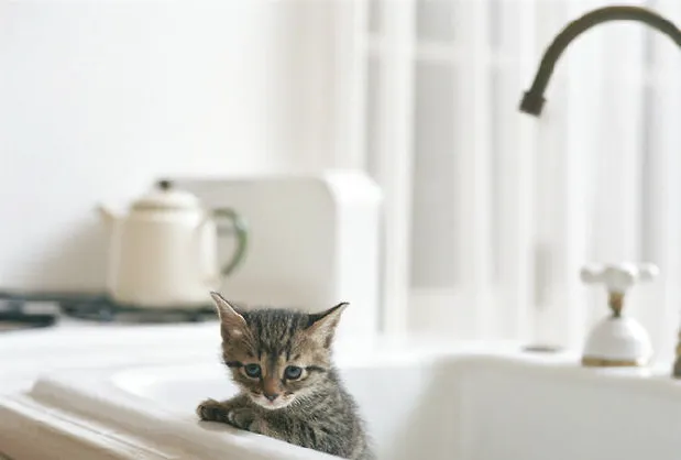 关于猫咪猫砂使用的注意事项有哪些