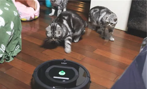 猫咪怕吸尘器怎么办？